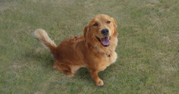Best Pill Pockets for Golden Retrievers