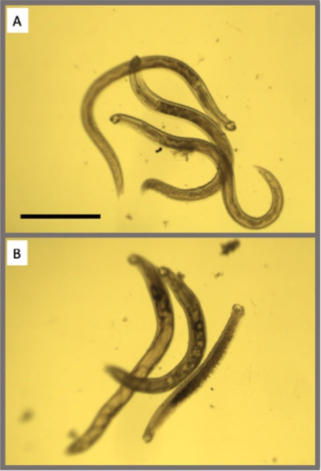 Animals Suffer Blood-Sucking Parasites in UMass Chan Laboratory