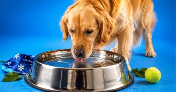 Why Does My Dog Drink So Much Water? Causes, Hydration Tips & Products That Can Help