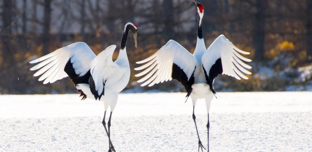 ‘The Hidden Nations of Animals:’ A New Way to See the World We Share