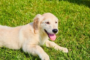 Best Puppy Dog Foods for Golden Retrievers