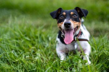 9 Best Antioxidant Supplements for Dogs