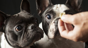 I Take a Multivitamin, Should I Give One To My Dog?