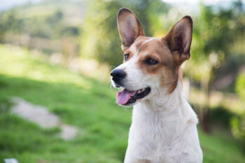Choosing The Best Joint Supplement for a Mutt – 6 Things You Must Know