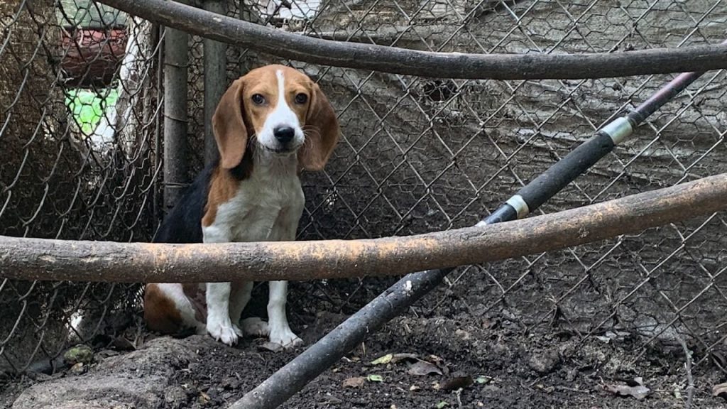 This Beagle Lived in a Chicken Wire Pen, Until PETA Changed Everything