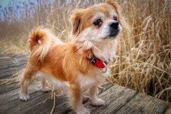 The 15 Best Pekingese Products For Travel