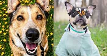 Pet Lovers’ Choice Awards Reveals State Winners as Wildcard Voting Begins
