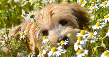 Top 9 Pet Insurance Plans For Havanese (2022)