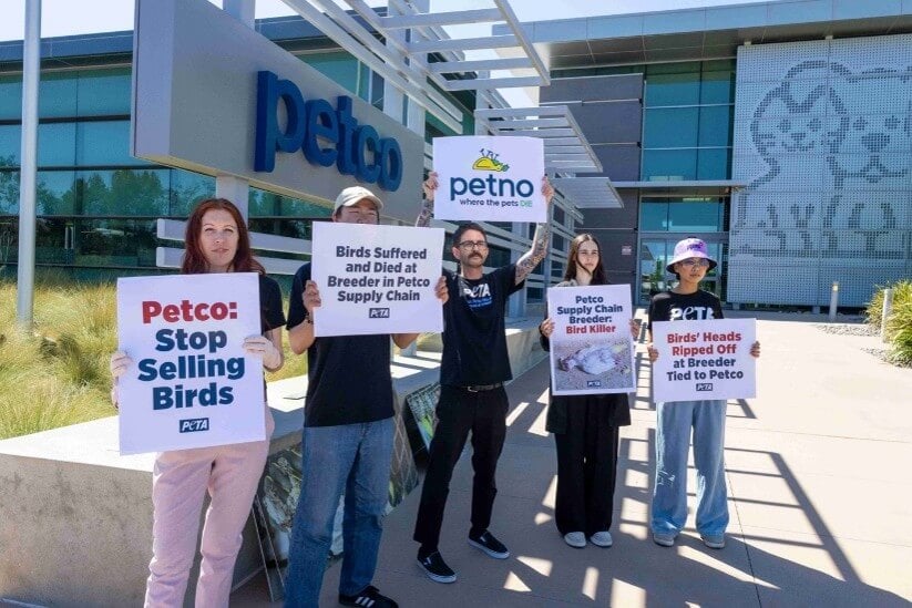PETA vs. Petco: From Powerful Protests to an Iggy Pop Plea