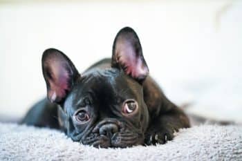 13 Dog Breeds With The Most Expressive Facial Reactions