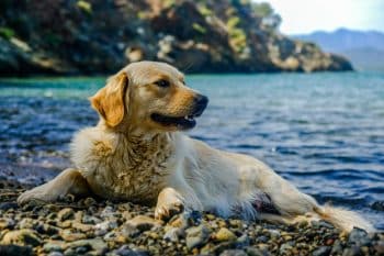 13 Dog Breeds That Were Born For Beach Days And Backyard Fun