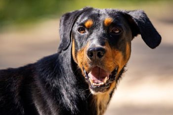 Blue Buffalo vs. Royal Canin: Who Wins? [2026]
