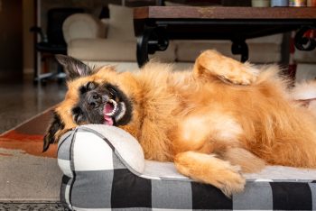 10 Best Supplements for a Dog Wetting The Bed
