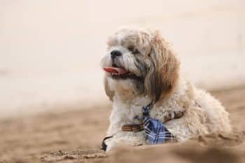 11 Easygoing Dog Breeds Who Love Calm, Predictable Routines