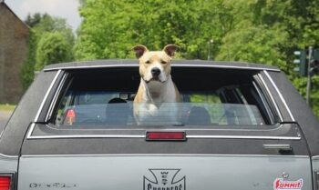 The 15 Best Pit Bull Products For Travel