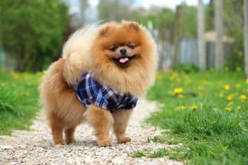 The 15 Best Pomeranian Products For Travel