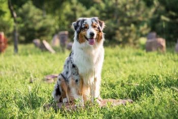 Choosing The Best Joint Supplement for an Australian Shepherd – 6 Things You Must Know
