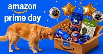 Amazon Prime Day 2026: The Best Dog Deals Every Pet Parent Should See