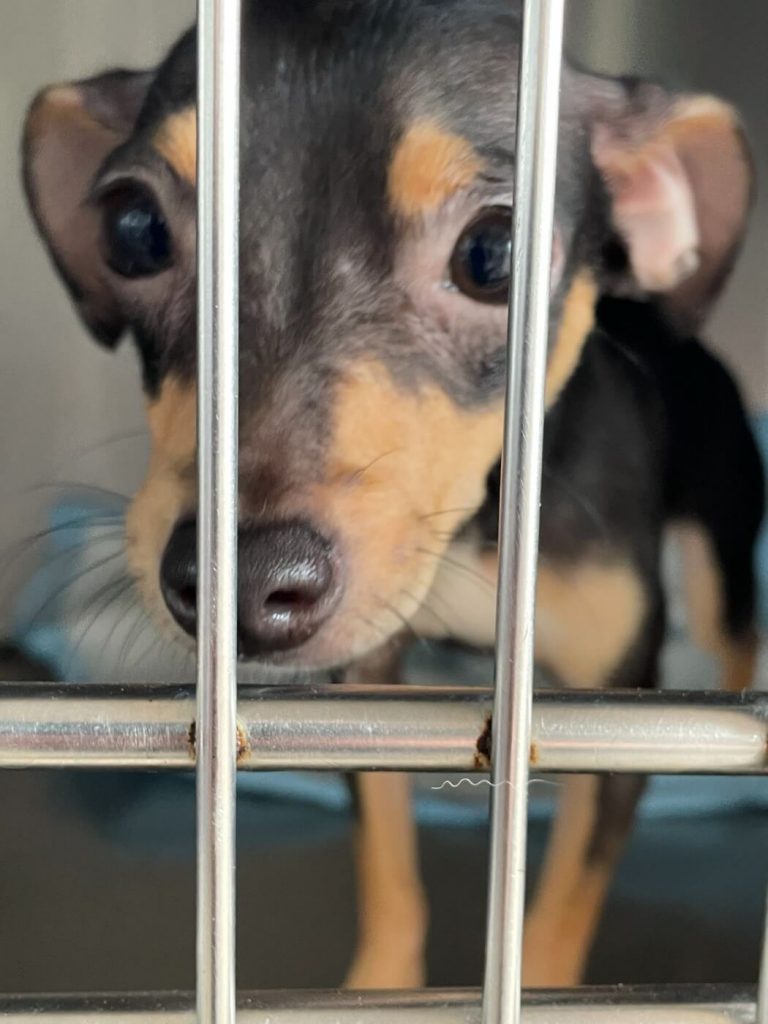 Puerto Rican Artists Lend Their Voices to Animals in Need