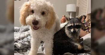A Puppy Helped an Injured Raccoon Heal in the Sweetest Way