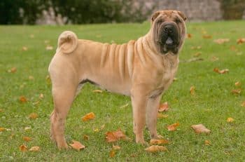 The 15 Best Shar Pei Products For Travel
