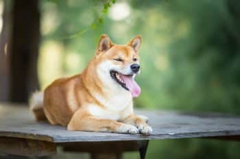 Choosing The Best Joint Supplement for a Shiba Inu – 6 Things You Must Know