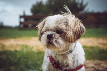 The 15 Best Shih Tzu Products For Travel