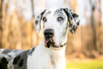 Best Puppy Dog Foods for Great Danes