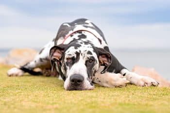 9 Dog Breeds That Are Predisposed To Joint Problems