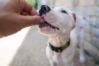 Best Hip And Joint Supplement For Pitbulls