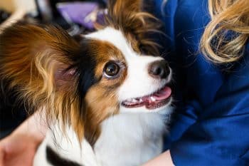 Choosing The Best Joint Supplement for a Papillon – 6 Things You Must Know