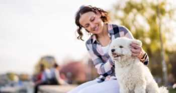 The 15 Best Bichon Frise Products For Travel