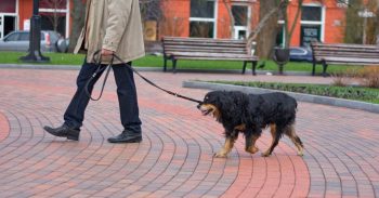 Is Your Dog Slowing Down? What 15 Years As A Vet Tech Taught Me About Raw Feeding