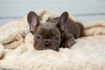 Best Puppy Dog Foods for French Bulldogs
