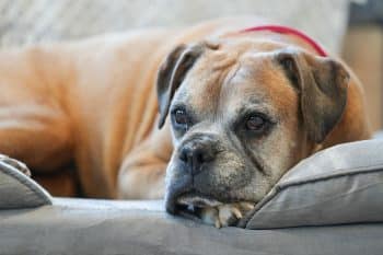 Choosing The Best Joint Supplement for a Boxer – 6 Things You Must Know