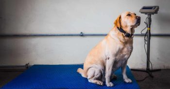 Is Your Dog Overweight? 60% Are, And Most Owners Can’t Tell