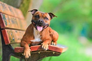 The 15 Best Staffordshire Bull Terrier Products For Travel