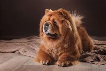 Choosing The Best Joint Supplement for a Chow Chow – 6 Things You Must Know