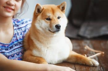 The 15 Best Shiba Inu Products For Travel