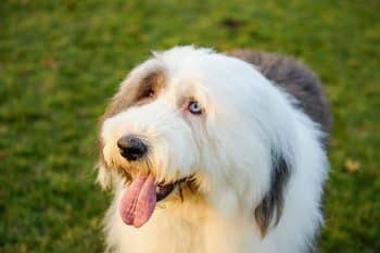 Choosing The Best Joint Supplement for a Old English Sheepdog – 6 Things You Must Know