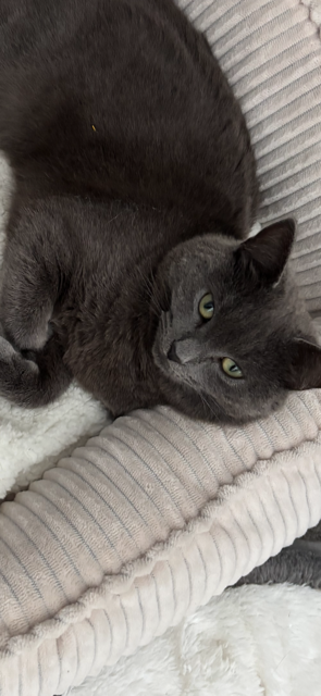 SOOTY