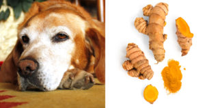 7 Reasons To Give Your 7+ Year Old Dog Turmeric