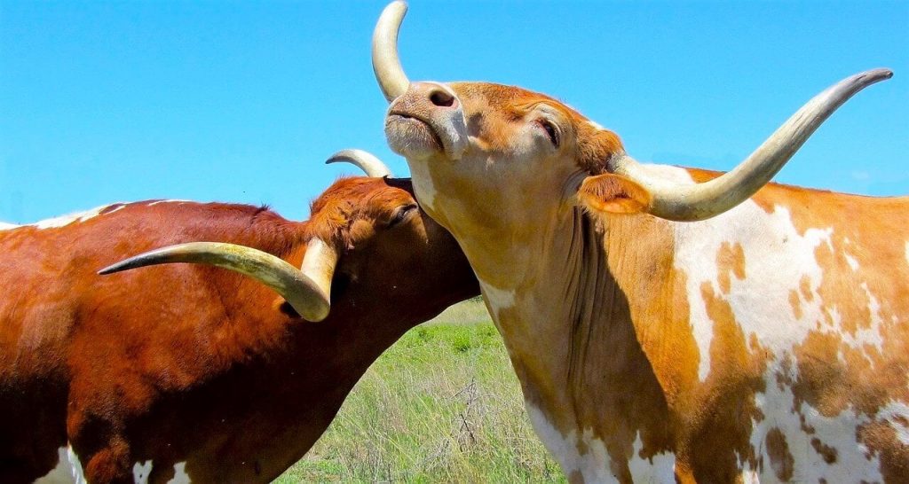 Animal Defenders Cleared After Judge Agrees Bullfighting Is NOT a Sport