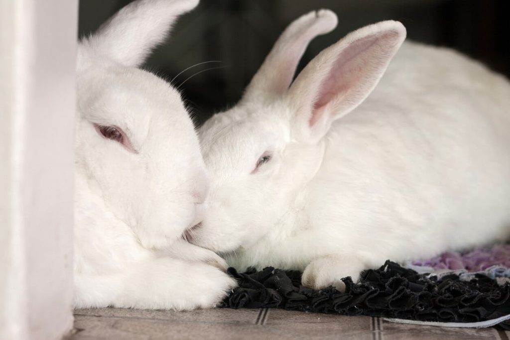 Outdated Animal Tests Delayed Sunscreen Progress—FDA Can Stop It From Happening Again.