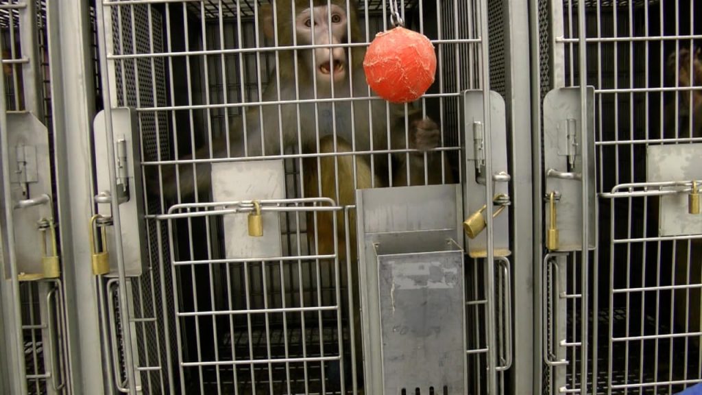 PETA Exposes More Unbridled Incompetence at Washington’s Primate Prison