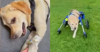 Dog Went to Bed After a Perfect Day, Then Woke Up Unable to Move