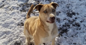 You’re Helping Teach Buddy How Good Life Can Be