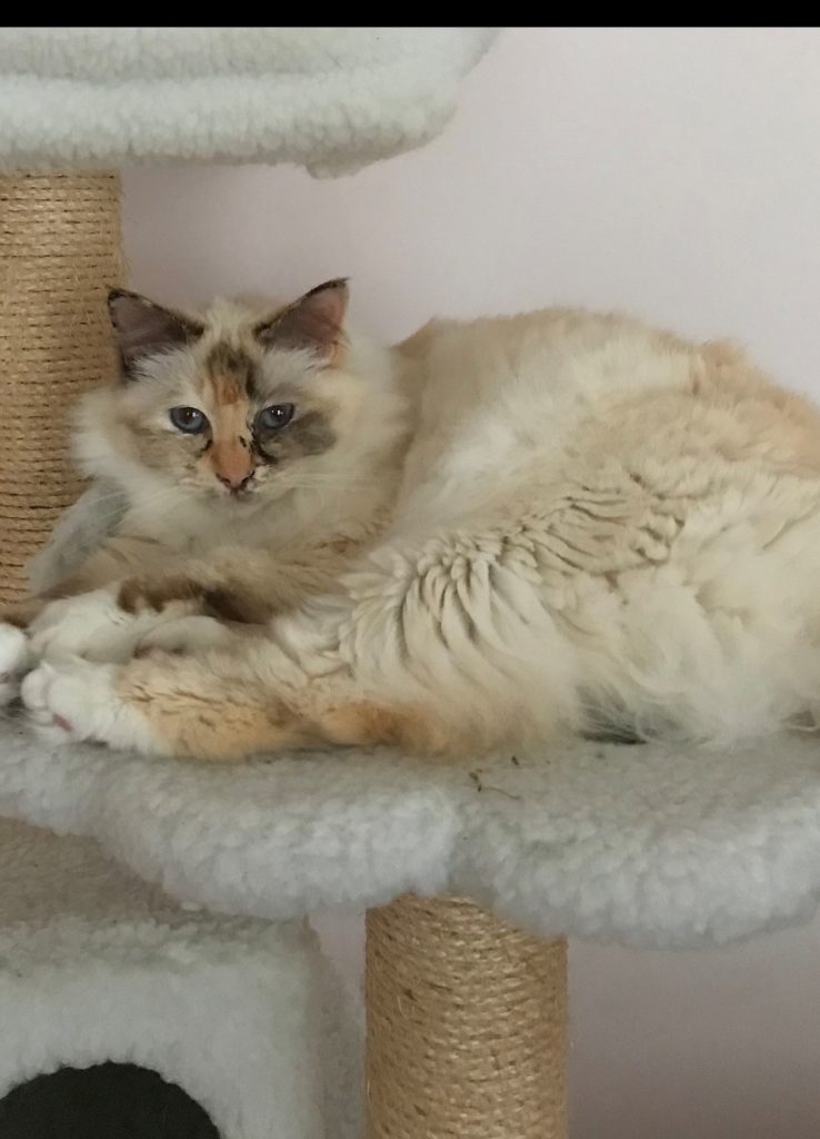 BISCUIT