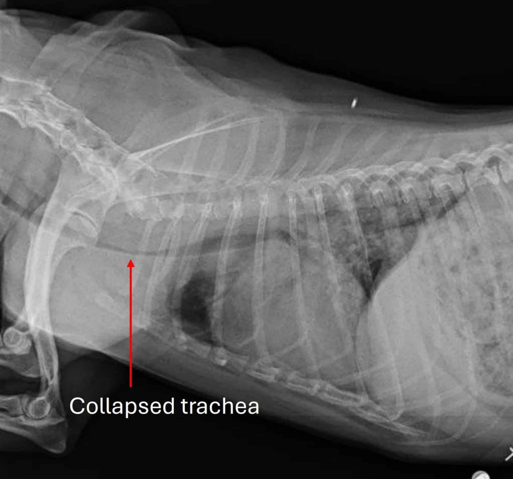 Is Summertime the Worst Time of Year for Dogs with Tracheal Collapse?