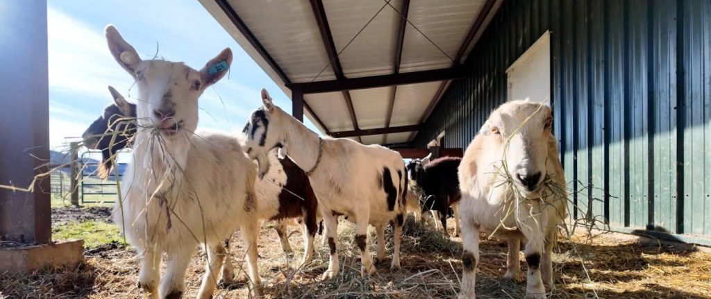 Final Goats Rescued From Abusive Oregon Dairy Arrive at California Sanctuary